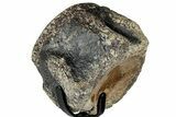 Polished Fossil Mosasaur Vertebra w/ Metal Stand - Texas #350967-3
